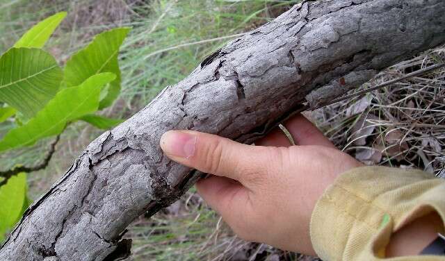 Plancia ëd Curatella americana L.