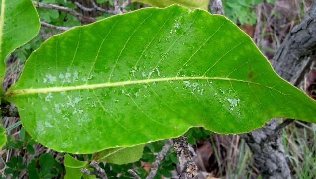 Plancia ëd Curatella americana L.