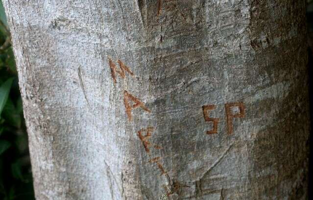 Image of Ficus rensoniana Calderon & Standl.