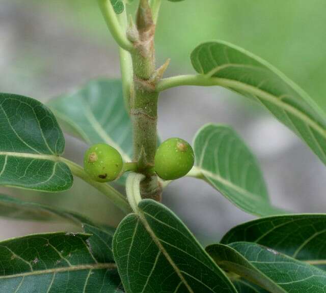 Image of Ficus rensoniana Calderon & Standl.