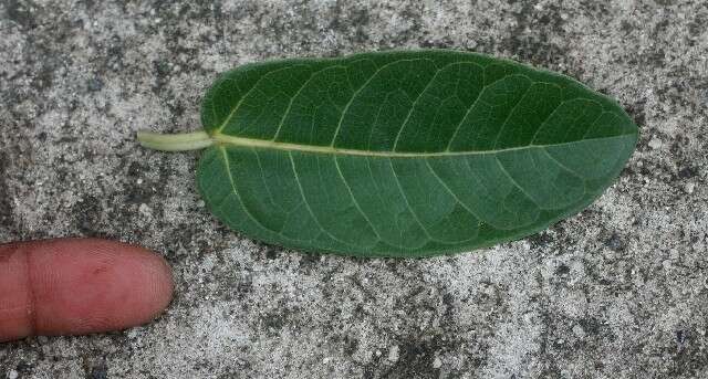 Image of Ficus rensoniana Calderon & Standl.