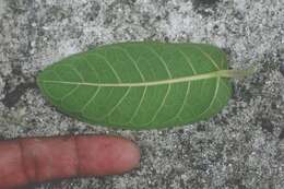 Image of Ficus rensoniana Calderon & Standl.