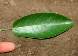 Image of Ficus rensoniana Calderon & Standl.