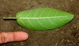 Image of Ficus rensoniana Calderon & Standl.