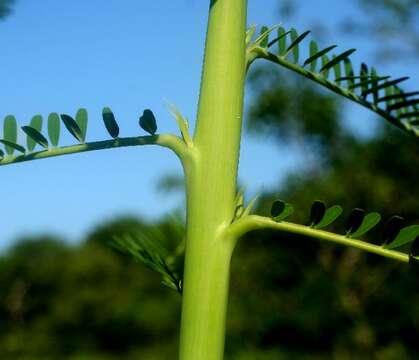 صورة Sesbania emerus (Aubl.) Urb.