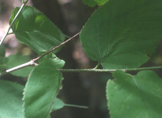 Image of Morus celtidiflora