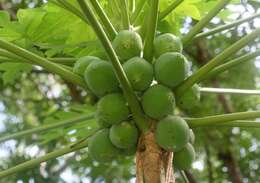 Image of papaya