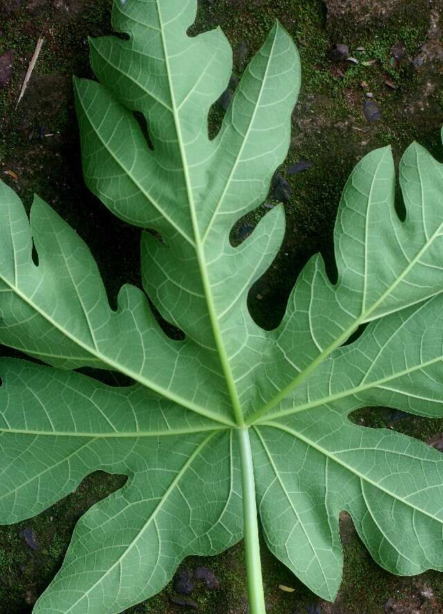 Image of papaya