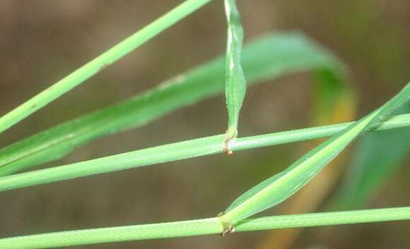 Image of Broad-Leaf Rice