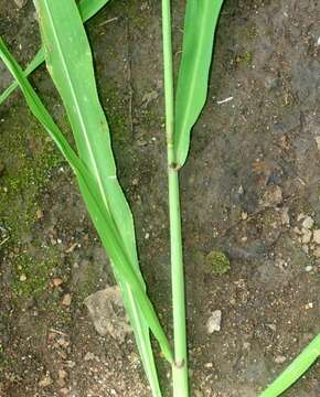 Oryza latifolia Desv. resmi