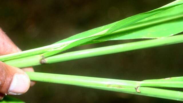 Plancia ëd Oryza latifolia Desv.