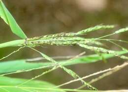 Image of Broad-Leaf Rice