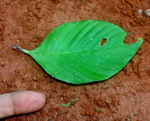 Imagem de Spiracantha cornifolia Kunth