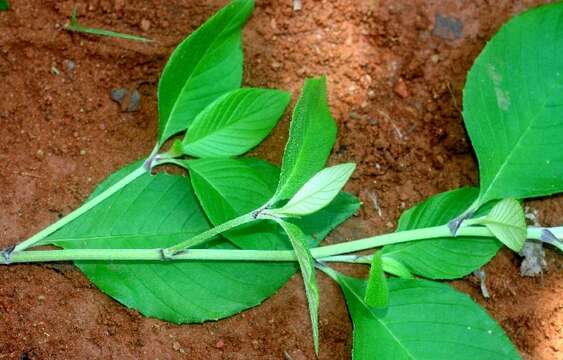 Image of dogwoodleaf