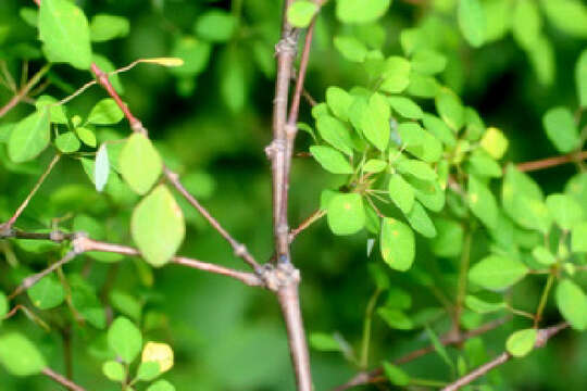 Image of Euphorbia schlechtendalii Boiss.