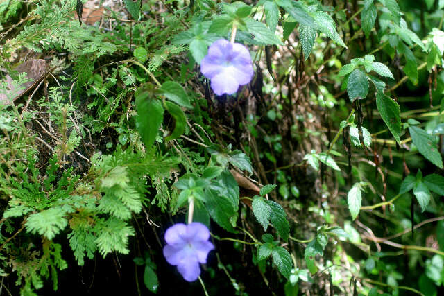 Image of Achimenes longiflora DC.