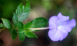 Image of Achimenes longiflora DC.