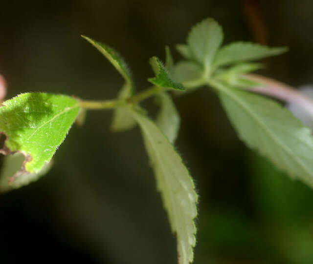 Image of Achimenes longiflora DC.