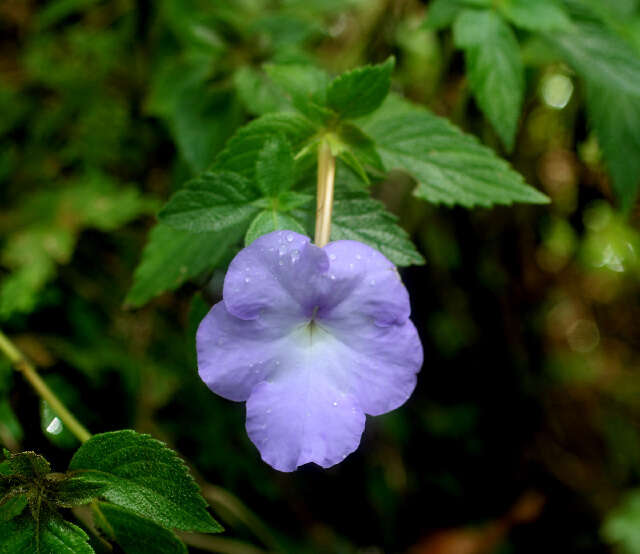 Image of Achimenes longiflora DC.