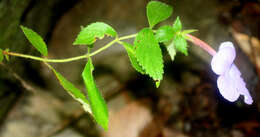 Image of Achimenes longiflora DC.