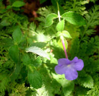 Image of Achimenes longiflora DC.