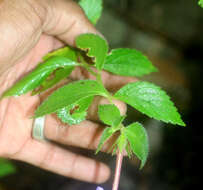 Image of Achimenes longiflora DC.