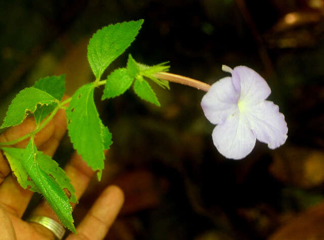 Image of Achimenes longiflora DC.