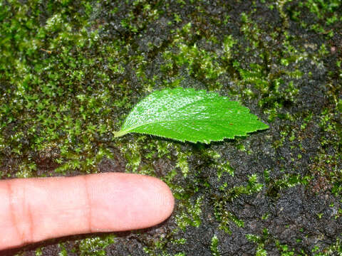 Image of Achimenes longiflora DC.