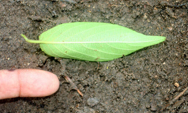 Image of Colubrina rufescens