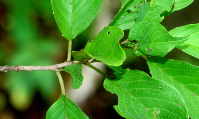 Image of Colubrina rufescens