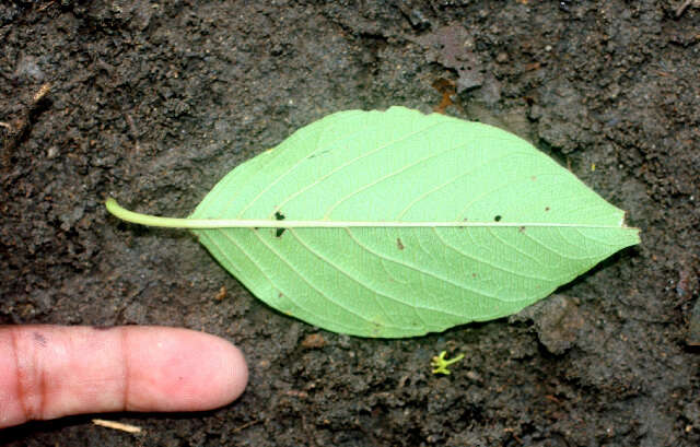 Image of Colubrina rufescens