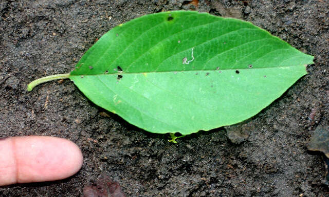 Image of Colubrina rufescens