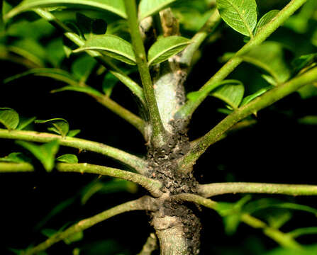 Image of Zanthoxylum setulosum P. Wilson