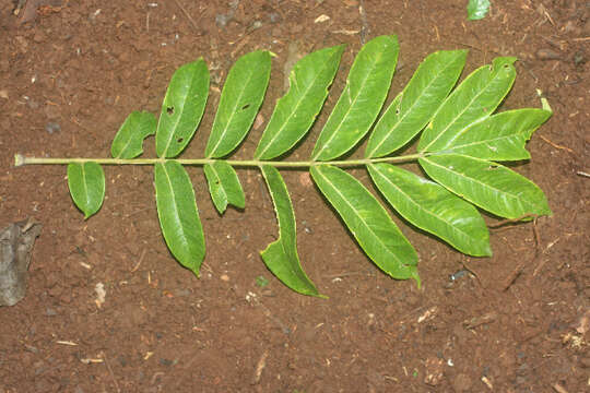 Слика од Zanthoxylum setulosum P. Wilson