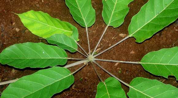 Image of Schefflera morototoni (Aubl.) Maguire, Steyerm. & Frodin