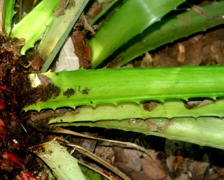 Sivun Bromelia karatas L. kuva