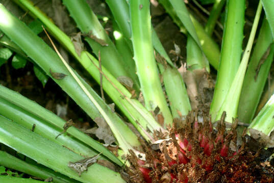 Sivun Bromelia karatas L. kuva