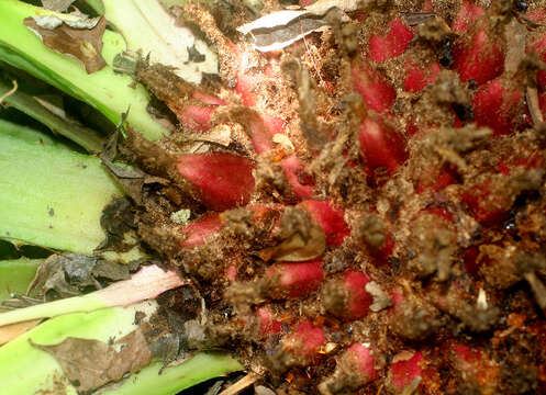 Sivun Bromelia karatas L. kuva