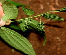 Image of Piper yucatanense C. DC.