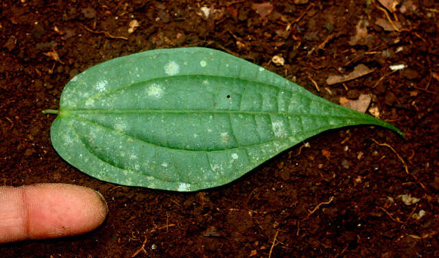 Image of Piper yucatanense C. DC.