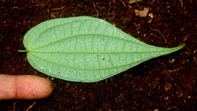 Image of Piper yucatanense C. DC.