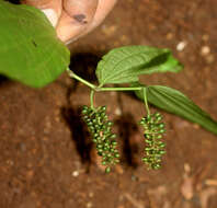 Image of Piper yucatanense C. DC.