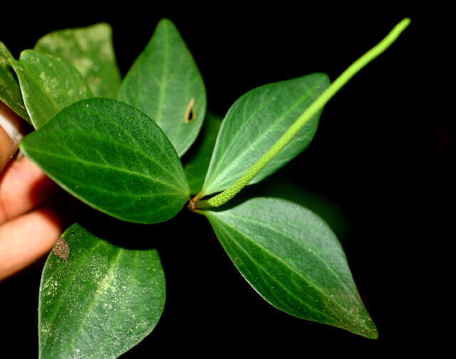 Image of Maxon's peperomia