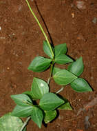 Image of Maxon's peperomia