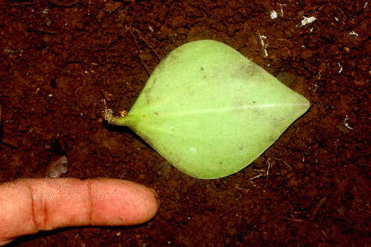 Image of Maxon's peperomia