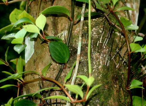 Image of Maxon's peperomia