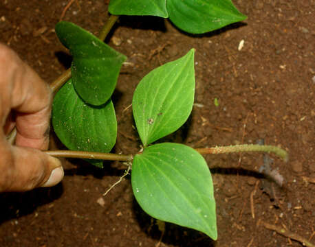 Image of Maxon's peperomia