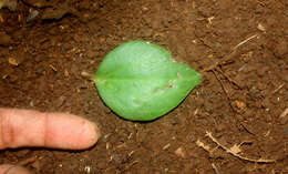 Image of Maxon's peperomia