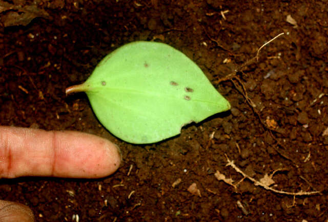 Image of Maxon's peperomia