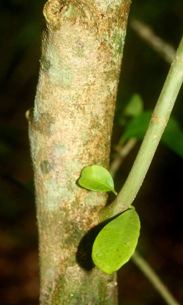 Image of white milkwood